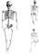 5.4Ft Large Full Body Life Size Poseable Halloween Fake Plastic Skeleton for Indoor & Outdoor Props Decorations